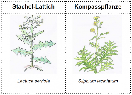 Kompasspflanzen_DE